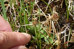 Micranthes foliolosa