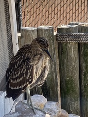 Nycticorax nycticorax image