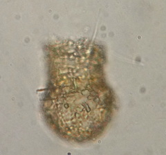 Codonella