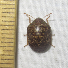 Diolcus chrysorrhoeus