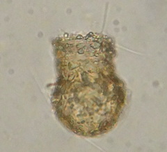 Codonella