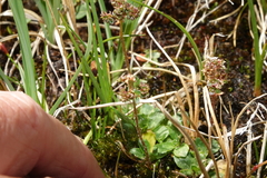 Micranthes foliolosa