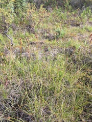 Carex simpliciuscula