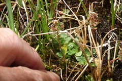 Micranthes foliolosa