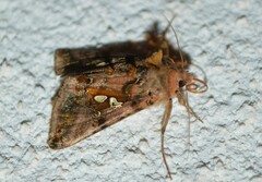 Autographa bimaculata