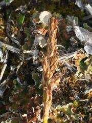 Carex simpliciuscula