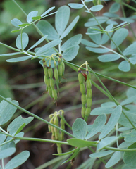 Securigera orientalis