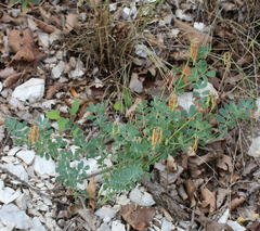 Securigera orientalis