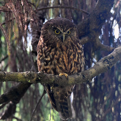 Morepork photo 3