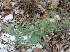 Securigera orientalis