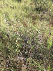 Salix pseudomyrsinites
