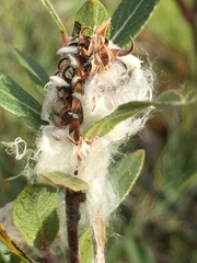 Salix pseudomyrsinites