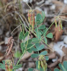 Securigera orientalis