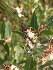 Salix pseudomyrsinites