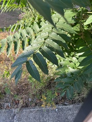 Ailanthus altissima