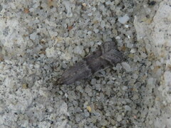 Ephestia parasitella
