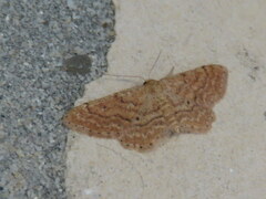 Idaea obsoletaria