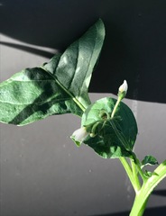 Solanum nigrum
