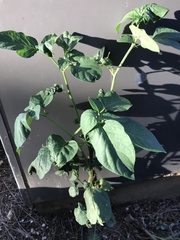 Solanum nigrum