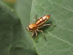 Cosmophasis lami