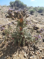 Phacelia formosula
