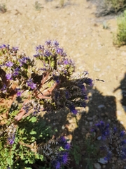 Phacelia formosula