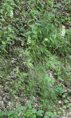 Delphinium macropogon