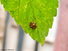 Psyllobora confluens