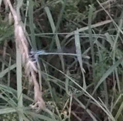 Platycnemis pennipes