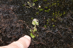 Micranthes foliolosa