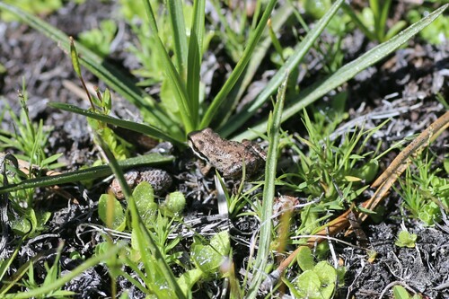 iNaturalist observation photo of Pacific chorus frog