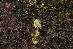 Micranthes foliolosa