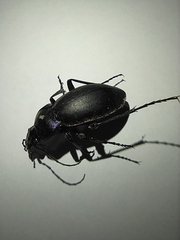 Carabus violaceus aurolimbatus