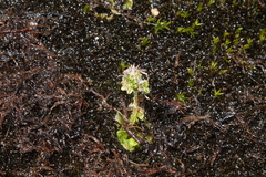 Micranthes foliolosa