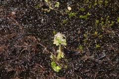 Micranthes foliolosa