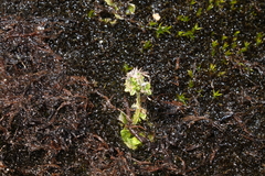 Micranthes foliolosa