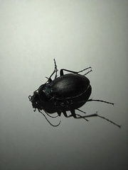 Carabus violaceus aurolimbatus