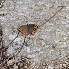Lasiommata schakra