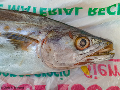 Scomberomorus sierra