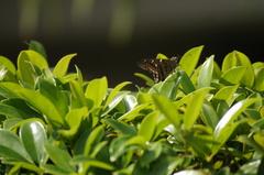 Urbanus proteus