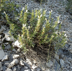 Dracocephalum multicaule