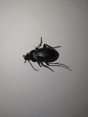 Carabus violaceus aurolimbatus