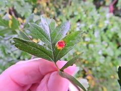 Gymnosporangium clavariiforme
