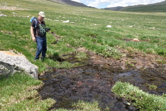 Micranthes foliolosa