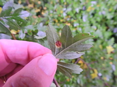 Gymnosporangium clavariiforme