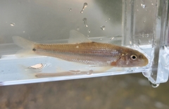 Phenacobius mirabilis
