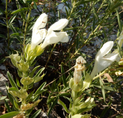 Dracocephalum multicaule