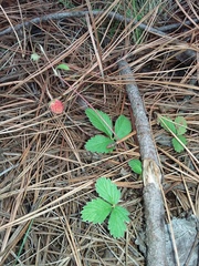 Fragaria mexicana