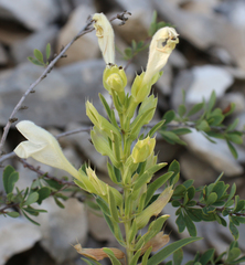 Dracocephalum multicaule