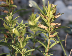 Dracocephalum multicaule